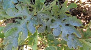 uploads/images/disease/Powdery mildew of watermelon.jpg